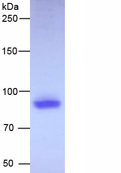 RPD013Hu02.jpg