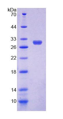 Recombinant Membrane Protein, Palmitoylated 3 (MPP3)
