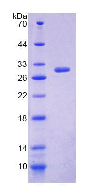 Recombinant Arachidonate-12-Lipoxygenase, 12R Type (ALOX12B)