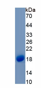 Recombinant Tachykinin 4 (TAC4)