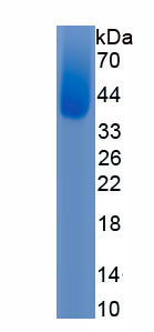 Recombinant Myosin Binding Protein C, Fast Type (MYBPC2)