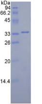 Recombinant Mitogen Activated Protein Kinase Kinase 2 (MAP2K2)