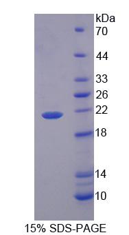 Recombinant Phospholipid Scramblase 3 (PLSCR3)
