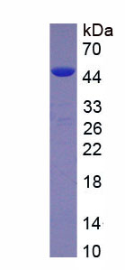 Recombinant Insulinoma Associated Protein 1 (INSM1)