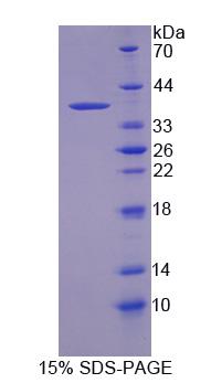 Recombinant Contactin Associated Protein Like Protein 5 (CNTNAP5)