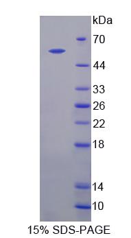 Recombinant IQ Motif Containing GTPase Activating Protein 1 (IQGAP1)