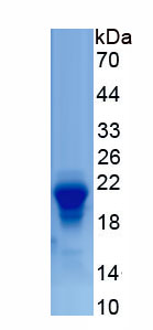 Recombinant Solute Carrier Family 7, Member 11 (SLC7A11)