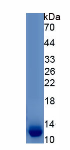 Recombinant L-Type Amino Acid Transporter 1 (y+LAT1)