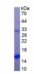 Recombinant Solute Carrier Organic Anion Transporter Family, Member 4A1 (SLCO4A1)
