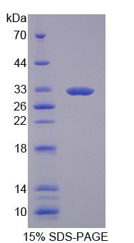 Recombinant Guanylate Binding Protein 3 (GBP3)