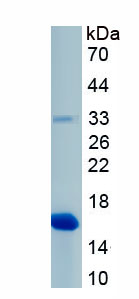 Recombinant Sphingosine 1 Phosphate Receptor 5 (S1PR5)