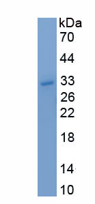 Recombinant Sphingosine-1-Phosphate Phosphatase 1 (SGPP1)