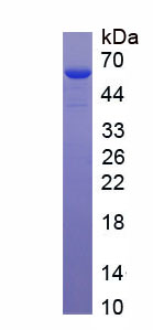 Recombinant Fibroblast Growth Factor Receptor Substrate 3 (FRS3)