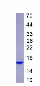 Recombinant High Mobility Group Nucleosome Binding Domain Protein 3 (HMGN3)