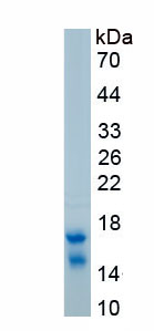 Recombinant High Mobility Group Nucleosome Binding Domain Protein 3 (HMGN3)