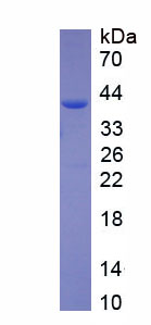 Recombinant Ring Finger Protein 1 (RNF1)