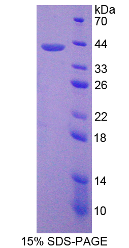 Recombinant G Protein Beta 2 (GNb2)
