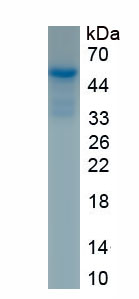Recombinant Heterogeneous Nuclear Ribonucleoprotein K (HNRPK)