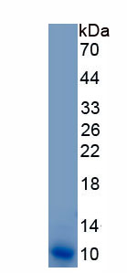 Recombinant Claudin 5 (CLDN5)