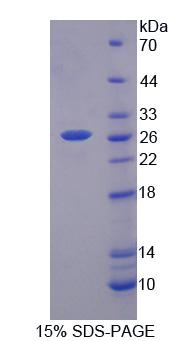Recombinant Growth Factor Receptor Bound Protein 10 (Grb10)