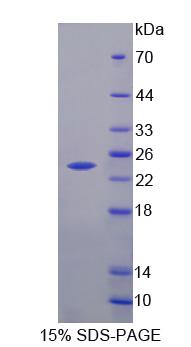 Recombinant Hippocalcin Like Protein 4 (HPCAL4)