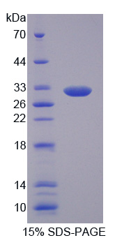 Recombinant Microfibrillar Associated Protein 4 (MFAP4)