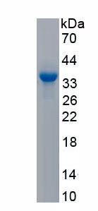 Recombinant Phosphodiesterase 4B, cAMP Specific (PDE4B)