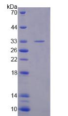 Recombinant Phosphodiesterase 10A (PDE10A)