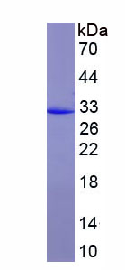 Recombinant Nuclear Transcription Factor, X-Box Binding Protein 1 (NFX1)