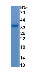 Recombinant Secreted Frizzled Related Protein 2 (SFRP2)