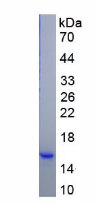 Recombinant Purinergic Receptor P2Y, G Protein Coupled 2 (P2RY2)