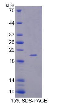 Recombinant Amyloid Beta Precursor Like Protein 1 (APLP1)