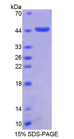 Recombinant Small Ubiquitin Related Modifier Protein 2 (SUMO2)