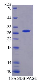 Recombinant Small Ubiquitin Related Modifier Protein 1 (SUMO1)