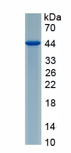Recombinant Forkhead Box Protein I1 (FOXI1)