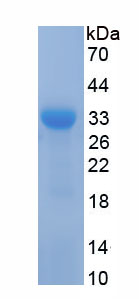Recombinant ATPase, Na+/K+ Transporting Beta 1 Polypeptide (ATP1b1)