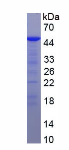 Recombinant Tubulointerstitial Nephritis Antigen Like Protein 1 (TINAGL1)