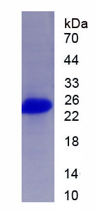 Recombinant Synaptotagmin VII (SYT7)