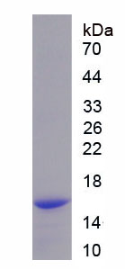 Recombinant Protamine 2 (PRM2)