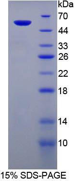 Recombinant Phosphoglycolate Phosphatase (PGP)