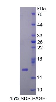 Recombinant C-Myc Binding Protein (MYCBP)