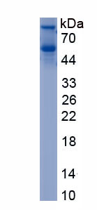 Recombinant Influenza Virus NS1A Binding Protein (IVNS1ABP)