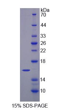 Recombinant Histidine Triad Nucleotide Binding Protein 2 (HINT2)