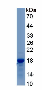 RPH908Hu01.jpg