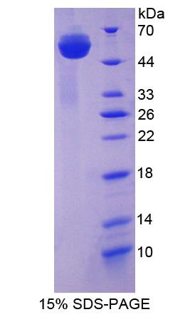 Recombinant Huntingtin Associated Protein 1 (HAP1)