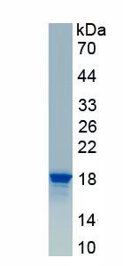 Recombinant Feline Leukemia Virus Subgroup C Cellular Receptor 2 (FLVCR2)