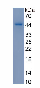 Recombinant Fc Receptor Like Protein 4 (FCRL4)