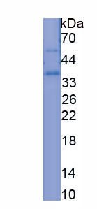 Recombinant Delta Like Protein 4 (dLL4)