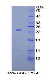 Recombinant Non Metastatic Cells 3, Protein NM23A Expressed In (NME3)