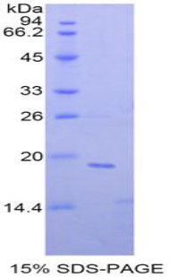Recombinant Non Metastatic Cells 4, Protein NM23A Expressed In (NME4)